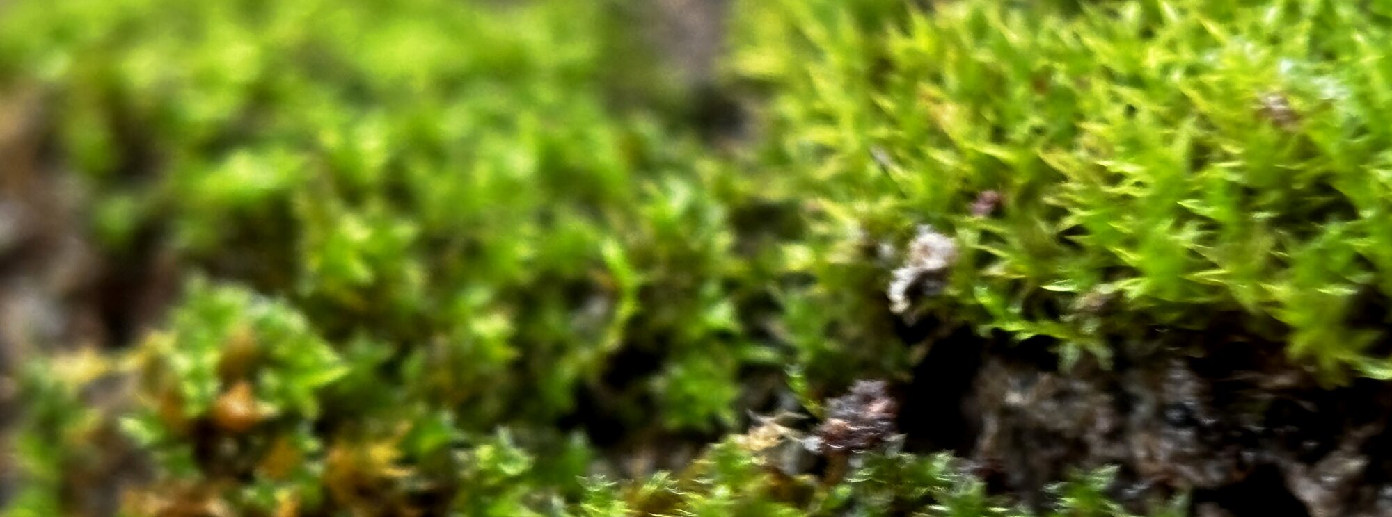 Live moss in one of the enclosures