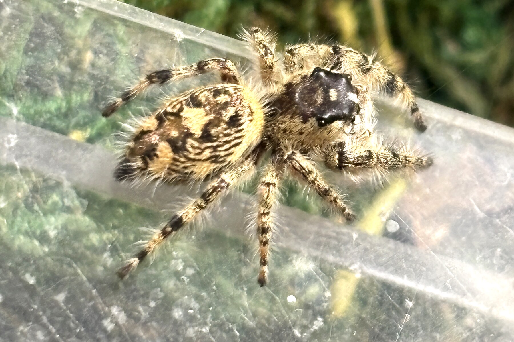 Phatty, a captive-bred Phidippus regius jumping spider, out on her acrylic shelf during an enrichment session