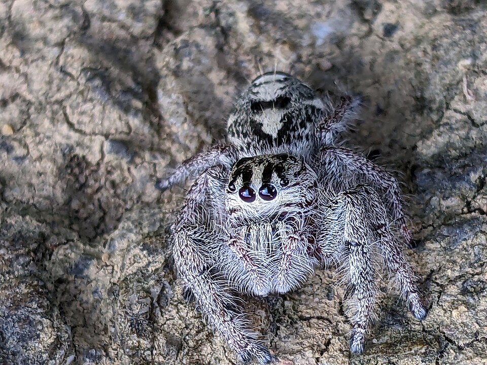 Heavy Jumping Spider, Hyllus diardi