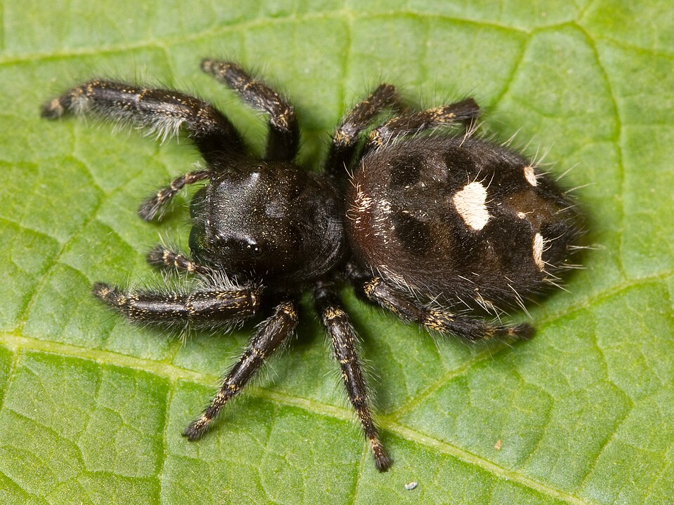 Bold Jumping Spider, Phidippus audax