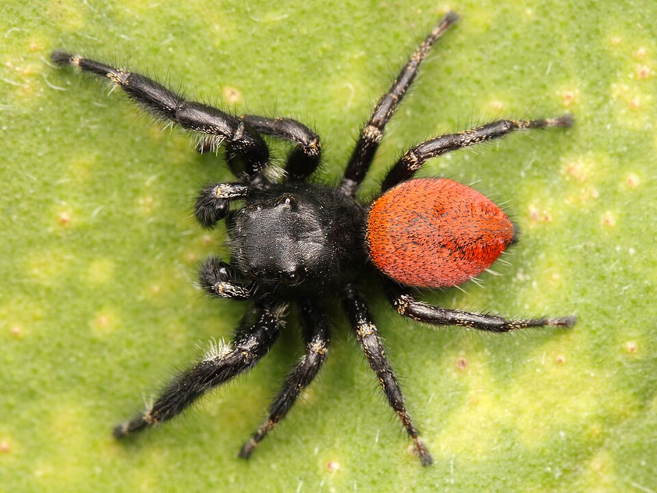 Johnson's Jumping Spider, Phidippus johnsoni