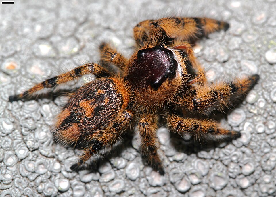 Canopy Jumping Spider, Phidippus otiosus