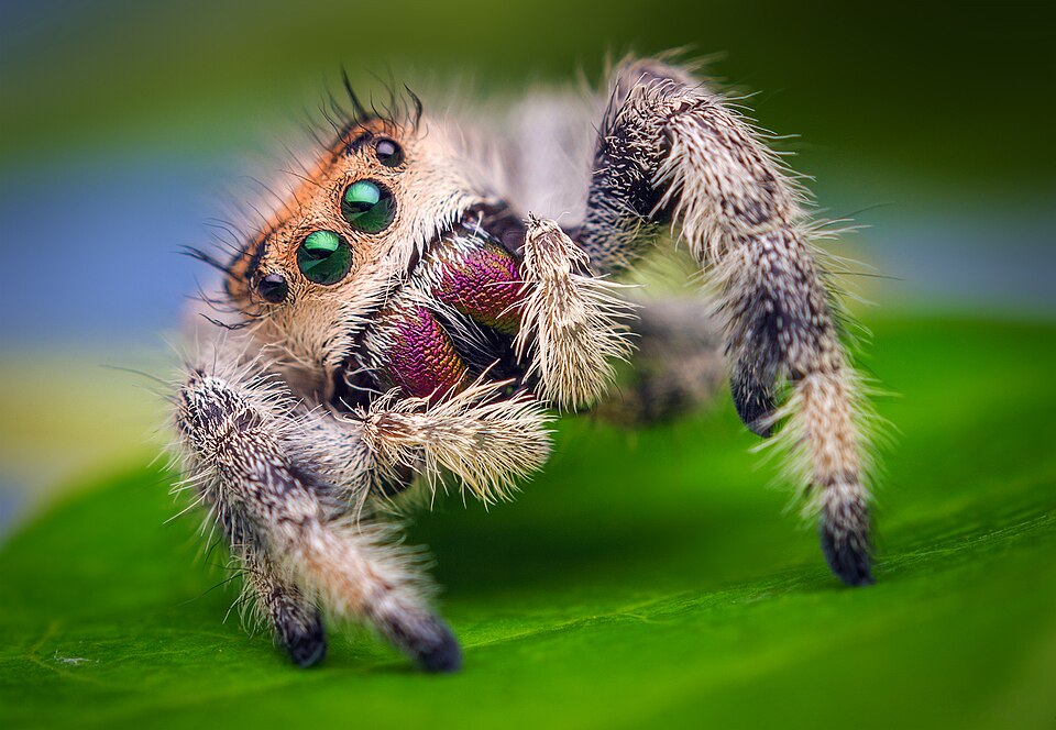 Regal Jumping Spider, Phidippus regius